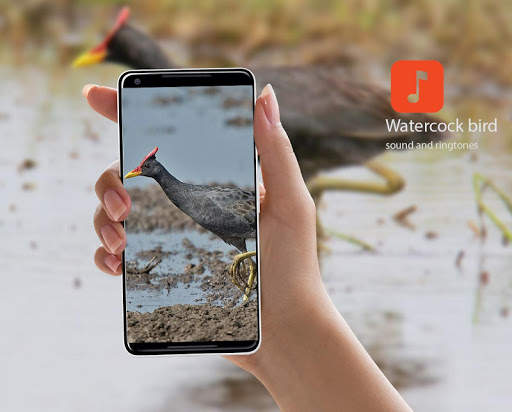 Watercock bird calls screenshot 1