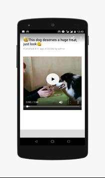 Funny Animals-Video screenshot 5