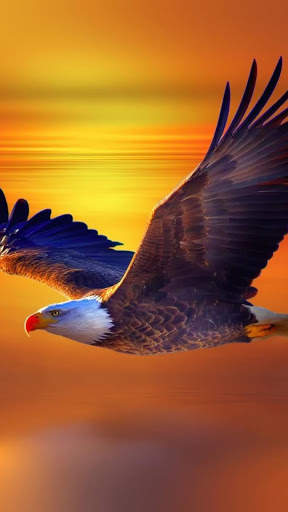 Eagle Wallpaper HD screenshot 2