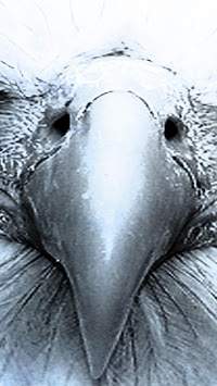 Eagle. Birds Live Wallpapers screenshot 6