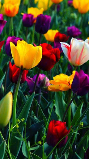 Flower Images, Flower Wallpapers, Roses 2 تصوير الشاشة