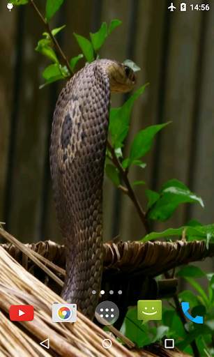 Cobra Video Live Wallpaper screenshot 2