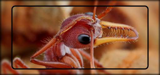 Ant Wallpaper screenshot 1