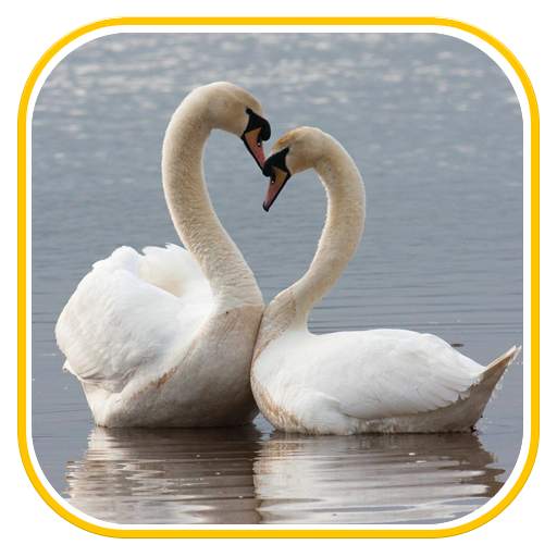 Birds Wallpapers 1.1