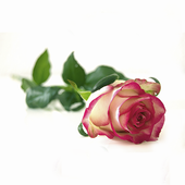 خلفيات ورود متحركة icon