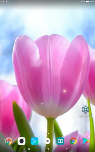 Beautiful Summer HD Wallpapers 9 تصوير الشاشة