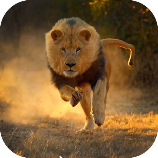 Real Lion Simulator 2017 1.0