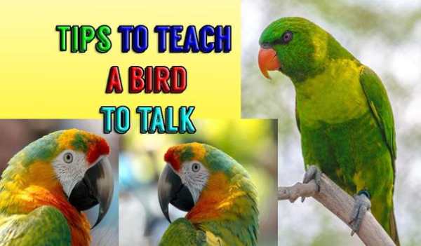 Tips to Teach a Bird to Talk screenshot 2
