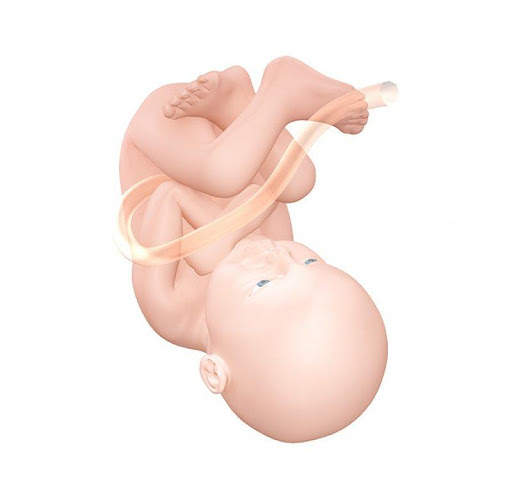 Pregnancy Week by week screenshot 3