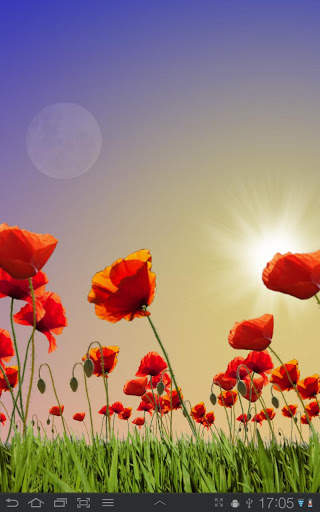 Poppy Field Free screenshot 4
