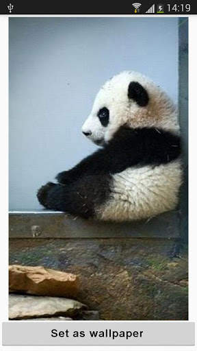 Panda Wallpapers screenshot 2