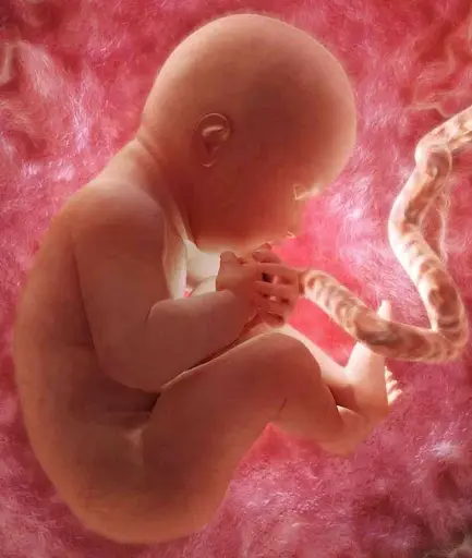 Pregnancy Week by week screenshot 2