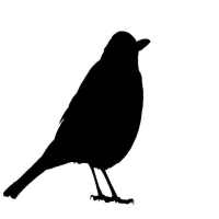 Blackbird Song Sound logo