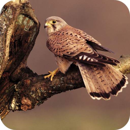 Predator Birds Full HD Wallpaper 1.05