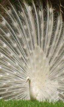 White Peacock Wallpapers screenshot 1
