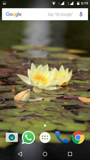 Water Lilies Flower Wallpaper screenshot 2