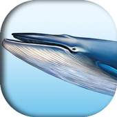 Blue whale (helping game) 1.0