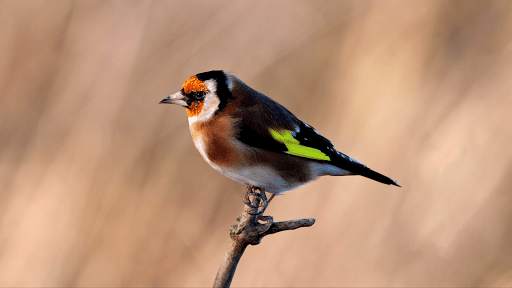 Goldfinch Sounds - Goldfinch bird calls screenshot 5