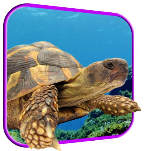 Turtle 3D Live Wallpaper 5.0