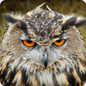 Owl Bird Call Sounds Ringtone icon