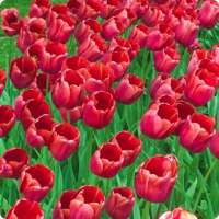 Red Tulips Live Wallpaper HD logo