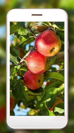 Apples Nice Live Wallpaper screenshot 2