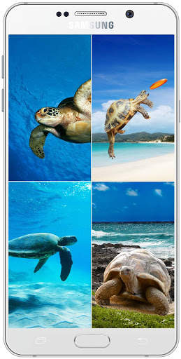 Turtle Wallpaper HD screenshot 2