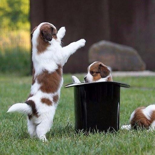 Funny pictures 53 icon