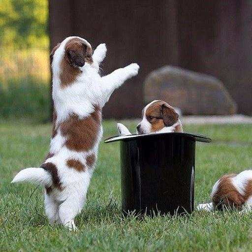 Funny pictures 53 2.1