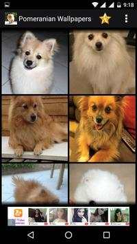 Pomeranian Dog HD Wallpapers 3 تصوير الشاشة