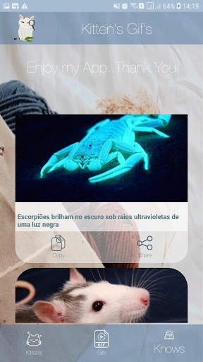 Fotos Fofas de Gatinhos para Papel de Parede screenshot 5