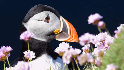 Atlantic Puffin Bird Wallpapers HD screenshot 5