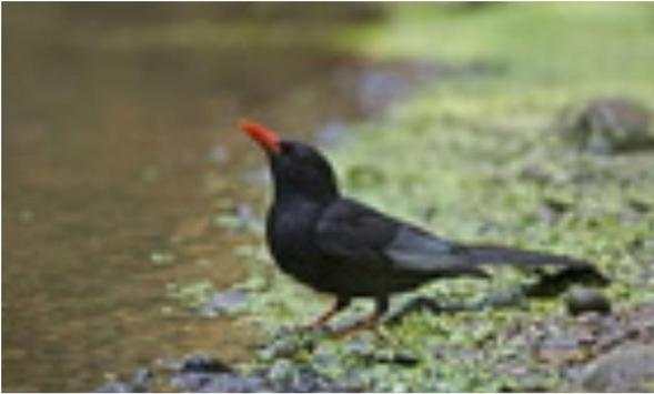 Bulbul Wallpapers screenshot 17