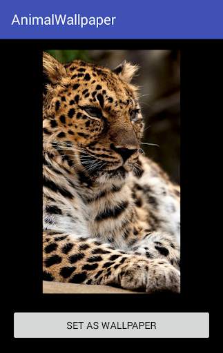 Animal Wallpaper screenshot 15