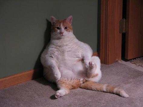 Funny Cat Wallpapers HD FREE screenshot 1