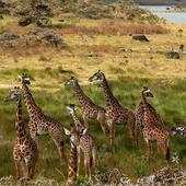 Tanzania 1.13