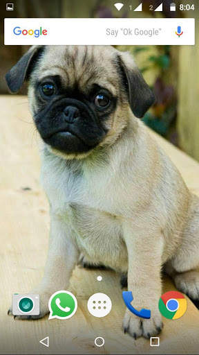 Pug Dog HD Wallpaper screenshot 4