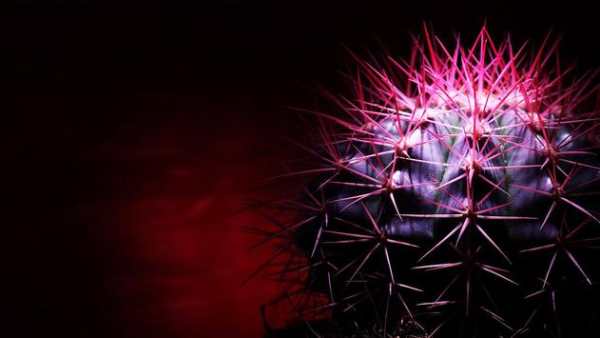 Cactus Live Wallpaper screenshot 5