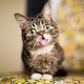 cat wallpaper HD icon