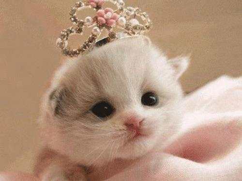 Cat Wallpapers HD Cute screenshot 5