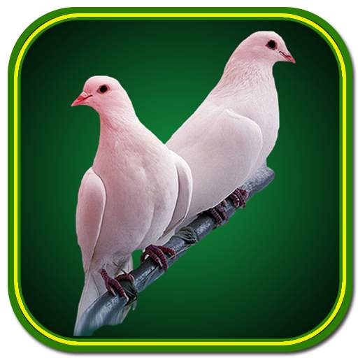 Birds Wallpaper Offline 2.1
