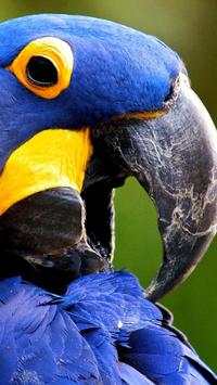 Beautiful Birds Wallpapers3 HD screenshot 2