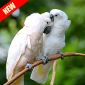4k Cockatoo Parrot  Bird Live Video Wallpaper icon