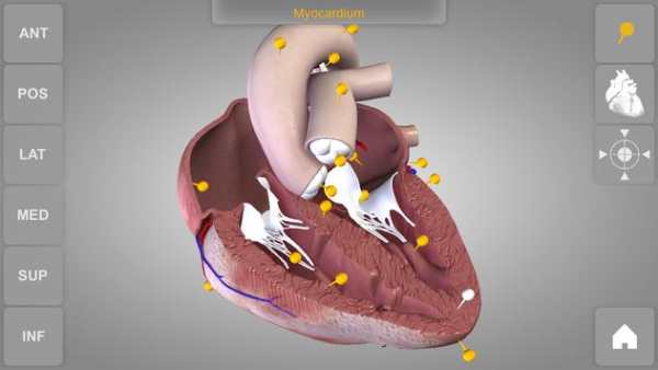 Heart 3D Anatomy Lite screenshot 9