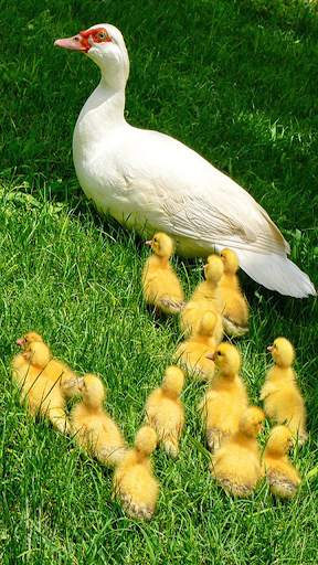 Chicks Wallpapers screenshot 6