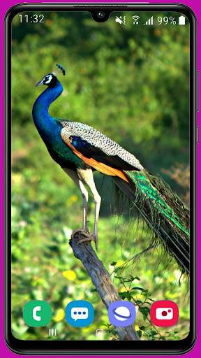 Peacock Wallpaper HD screenshot 5