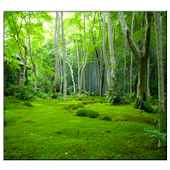 Jungle Live Wallpaper icon