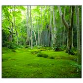 Jungle Live Wallpaper 1.0