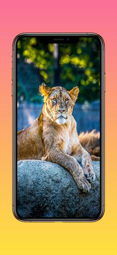 Lion Wallpapers, Cheetah Wallpapers & Panther Wall screenshot 8