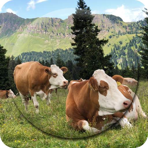 Cow Wallpapers 1.9